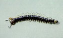 Centipedes